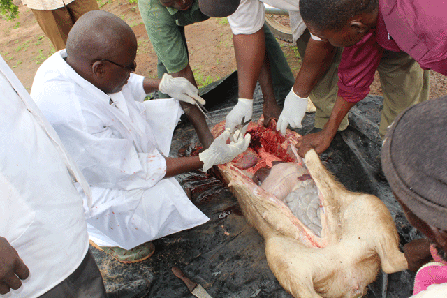 Visite du ministère de l’élevage et de la pêche dans le cercle de Tominian : La peste porcine africaine,   une menace pour le développement économique