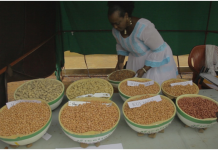 Culture de l’arachide dans les régions de Sikasso et Kayes : De nombreux producteurs optent pour les semences améliorées