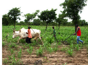 Mali - cultivateurs