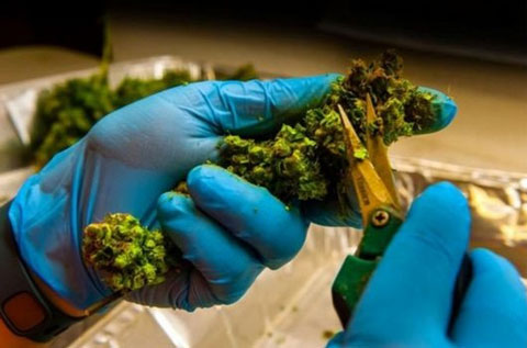Douanes maliennes : Trafic de stupéfiant : plus de deux tonnes de cannabis saisies