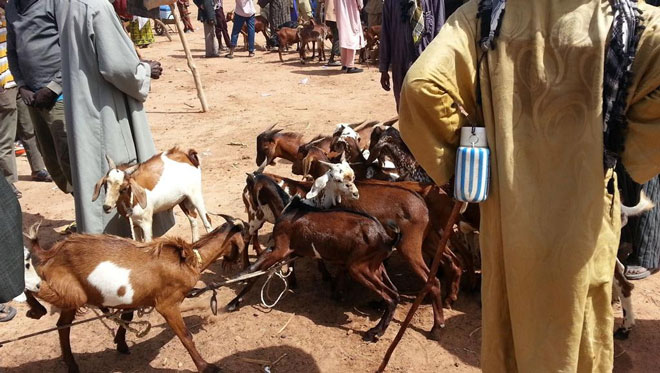 Point sur la situation épidémiologique de la fièvre de la vallée du rift au Mali : « A ce jour, il faut noter qu’il n’ya pas de cas notifié de la maladie de la  FVR au Mali », dixit Dr Mama Coumaré.