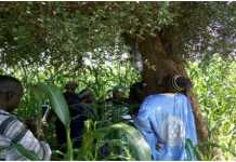 Lutte biologique contre la mineuse de l’épi de mil dans la région de Mopti : ICRISAT et ses partenaires mettent les bouchées doubles
