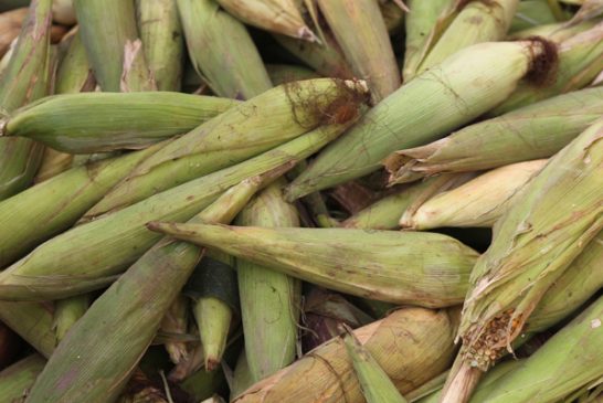 Productivité du maïs : L’UEMOA s’engage à valoriser des variétés a haut rendement