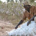 Mali: le gouvernement relance avec succès la production de coton