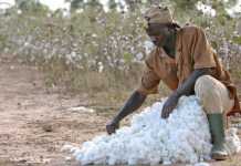 Mali: le gouvernement relance avec succès la production de coton