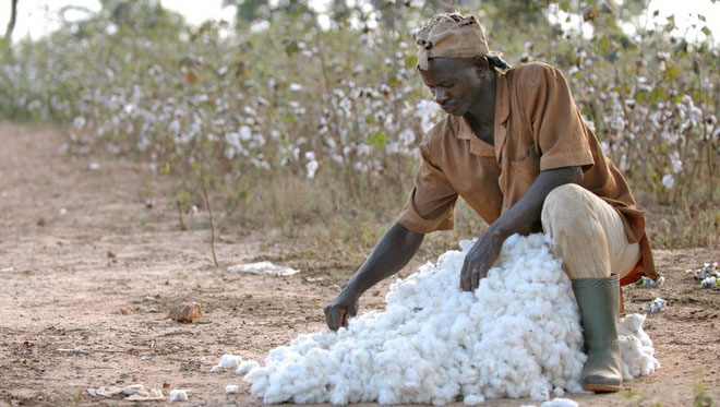 Mali: le gouvernement relance avec succès la production de coton
