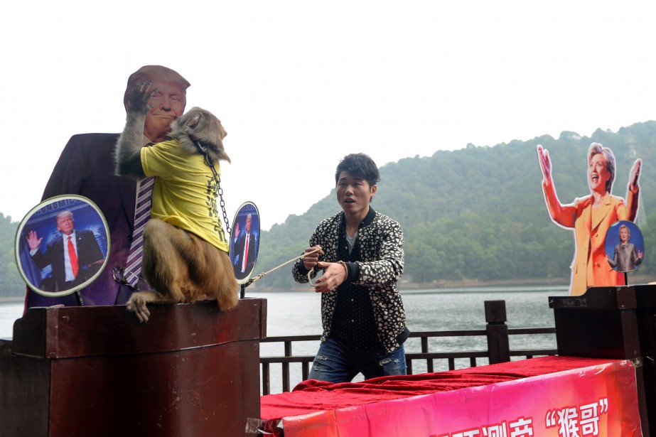 En Chine, un singe devin prédit la victoire de Donald Trump