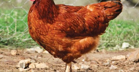 France: Un homme surpris par son épouse en plein ébats avec…une poule