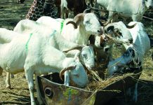 Achat du mouton de Tabaski : Un casse tête pour les ménages