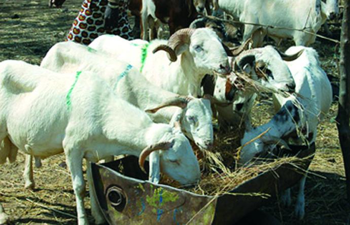 Ségou : Le prix du mouton, des faux billets.