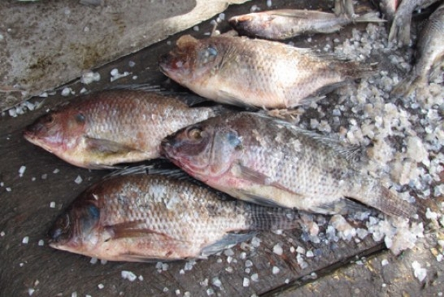 Pour réduire les risques sanitaires liés à la consommation du poisson séché : Le  projet « MTF/MLI/063/STF » voit le jour
