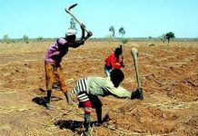 Office riz Ségou Brouillard sur la campagne agricole