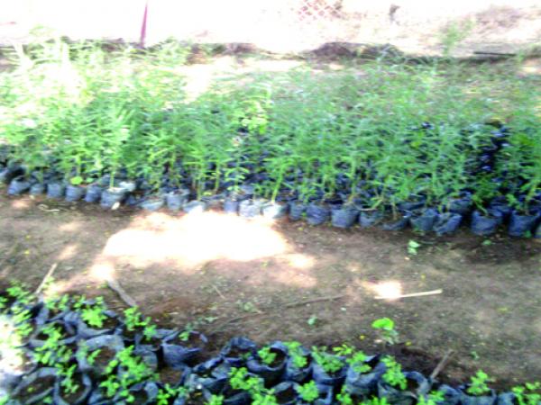 Nioro du Sahel : La fondation  ‘’Maliba‘’ forme les femmes en fabrication de savons