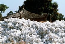 Au Mali, la culture du coton est de nouveau leader en Afrique pour l'année 2017. Getty Images/DeAgostini