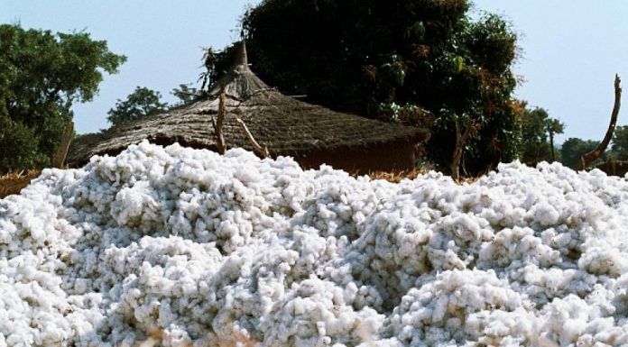 Au Mali, la culture du coton est de nouveau leader en Afrique pour l'année 2017. Getty Images/DeAgostini