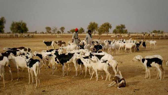 Crise de l’aliment bétail :  La Fédération nationale du lait interpelle l’Etat