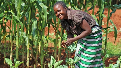Alerte sur la Prolifération de la Chenille Légionnaire d'Automne : Les Etats-Unis appellent au partenariat pour combattre le parasite en Afrique