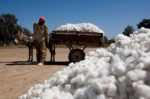 Politique agricole au Mali