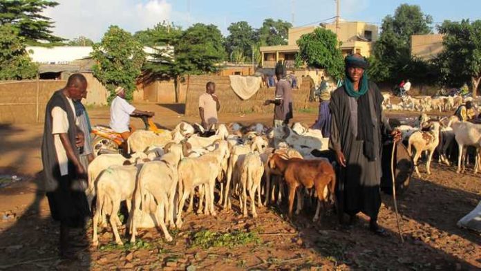 des bergers Peuls avec leurs animaux