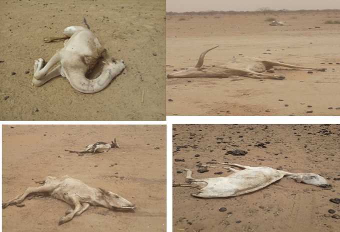 Crise pastorale sévère dans le Sahel occidental - frontière Mali-Mauritanie : Menace de mort sur 75% du cheptel de plus de 40 000 têtes de bovins