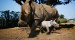 Afrique, le braconnage extermine les rhinos
