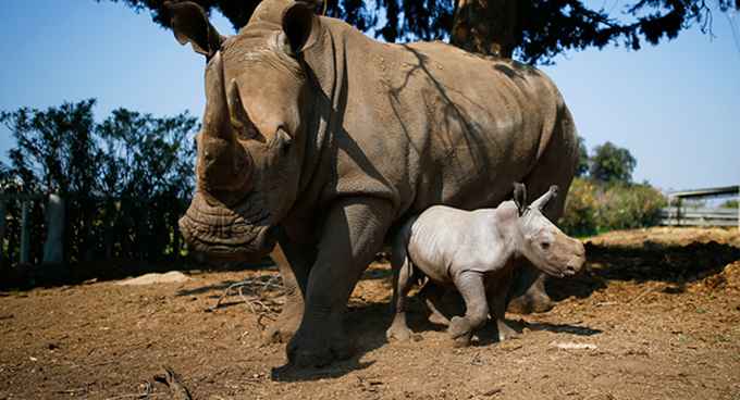 La mort des rhinos était prévisible: autopsie d’un fiasco kényan