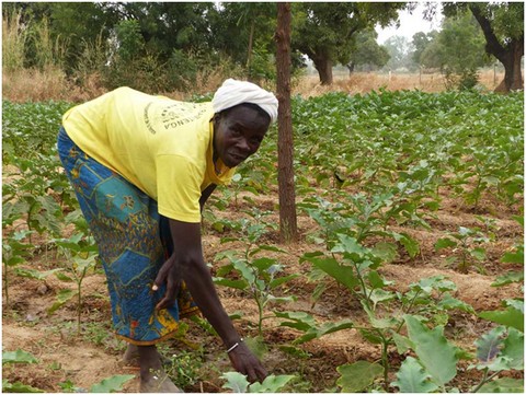 Lutte contre la sécheresse: Au Burkina, des pratiques innovantes donnent le sourire aux femmes