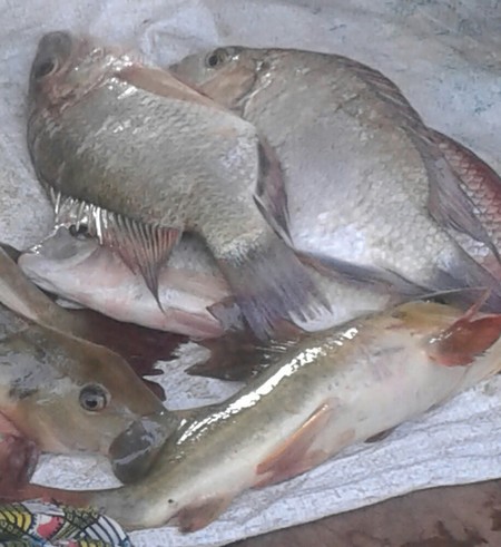 Mortalité des poissons constatée au bord du fleuve :  Les prélèvements effectués sont en cours d’analyse