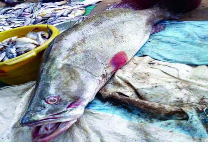 Poissons morts dans le fleuve Niger : Le ministère de la santé déconseille leur consommation