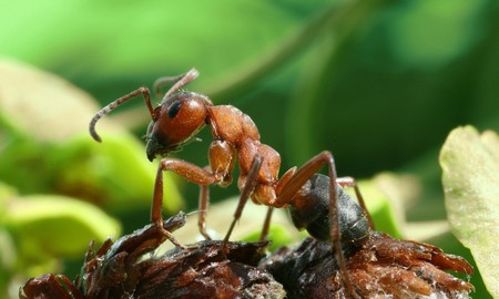 Insecticide naturel : la fourmi rouge, une bonne gardienne des mangues