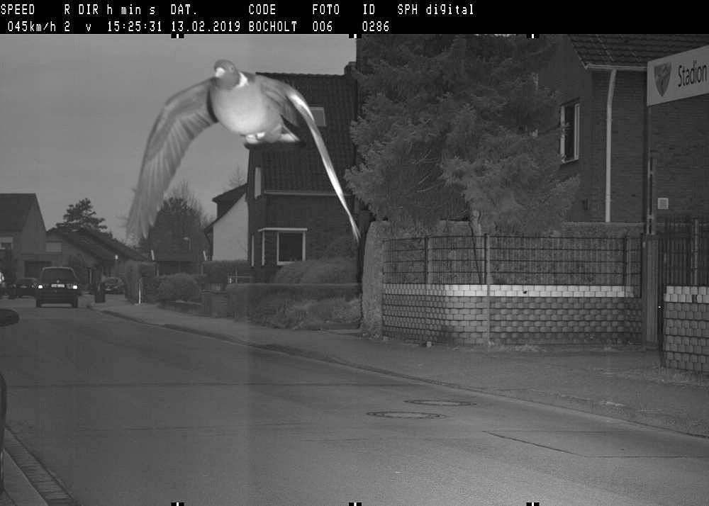 Un pigeon flashé pour excès de vitesse en Allemagne (photo)