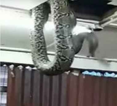 Des députés nigérians mis en fuite par un serpent tombé du toit – images