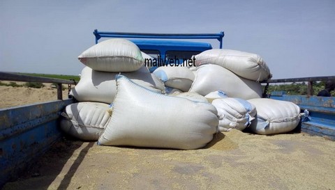 Koulikoro :  La production céréalière attendue inférieure à celle de l’an dernier
