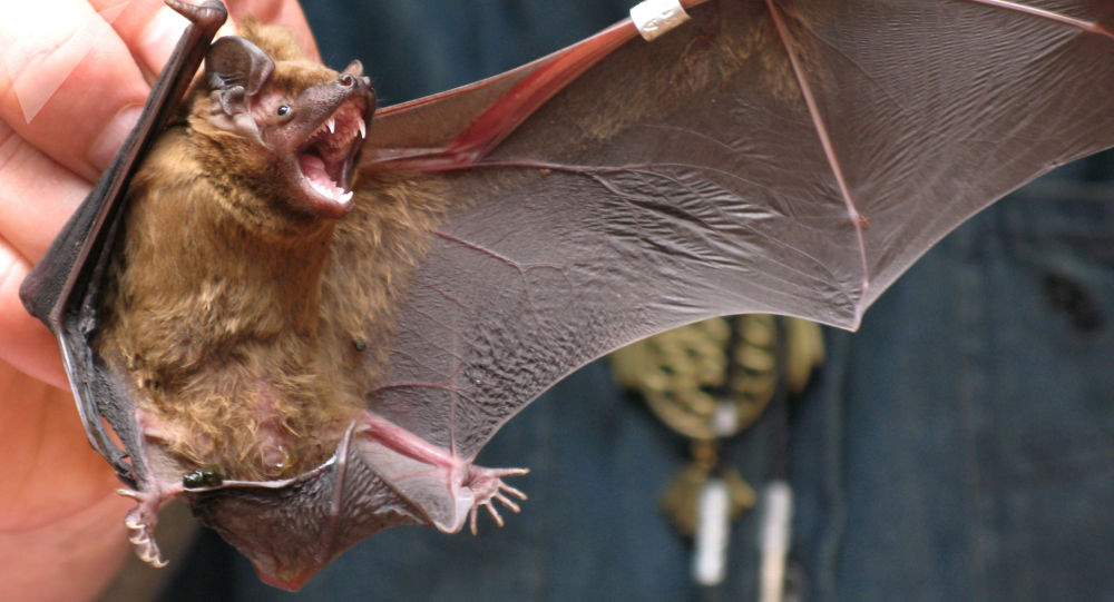 Une chauve-souris sème la panique à bord d’un avion – vidéo