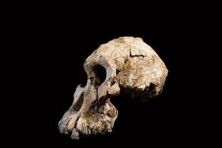 Éthiopie: découverte du plus vieux crâne fossile d’australopithèque