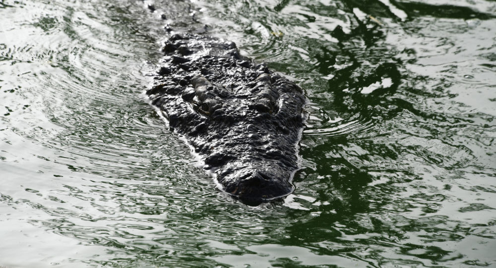 SOTUBA ACI : Un gros crocodile se promenant dans le quartier a été arrêté