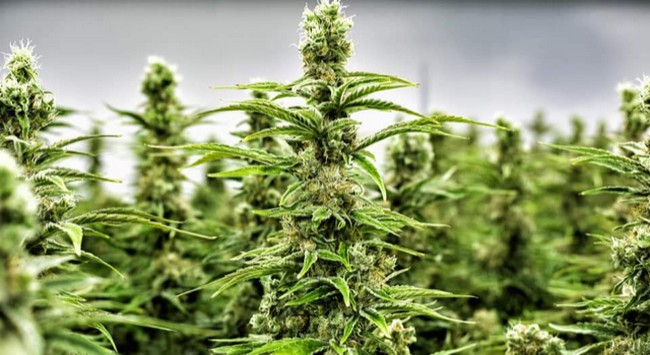 Tout sur la culture du  cannabis industriel au Mali