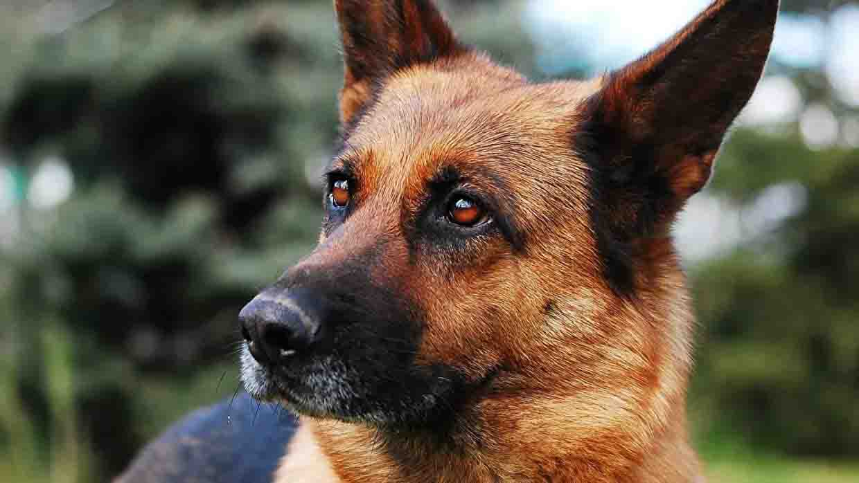 «Pas si compliqué de mettre un masque»: ce chien maîtrise le geste