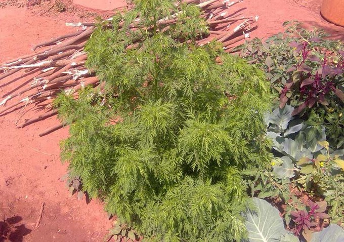 Corona-business: Attention ! artemisia n’est pas Ségou-Fali