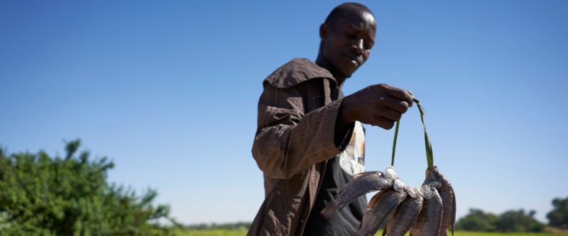 Dans le bassin du Tchad, poivrons et poissons financent le djihad