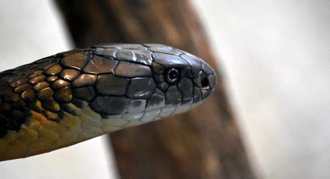 Un homme accusé d'avoir jeté un cobra sur sa femme endormie pour la tuer