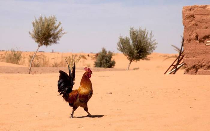 Quel boucan des responsables algériens pour une caserne militaire marocaine à Jerada !