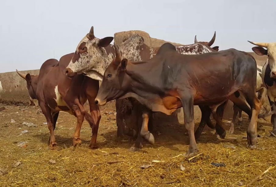 Kolondiéba : Des voleurs de bœufs au cachot