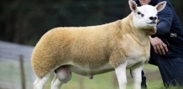 Ecosse : Un mouton vendu aux enchères à 410.000 euros