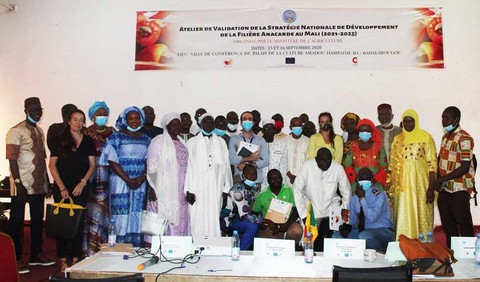 Filière anacarde au Mali: Les acteurs adoptent une stratégie nationale de développement