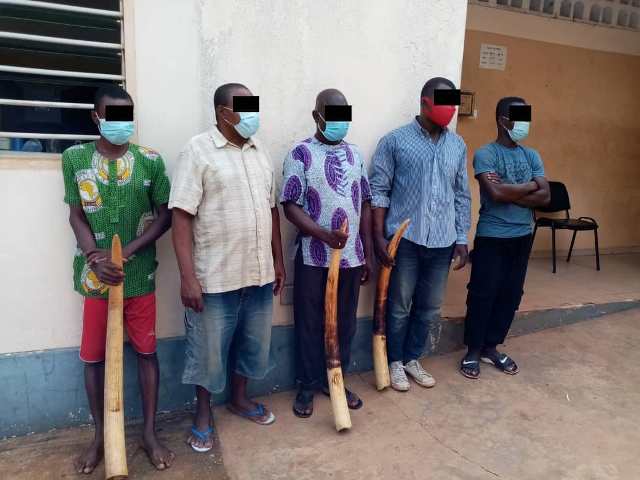 Criminalité faunique au Togo : 5 trafiquants de défenses d’éléphant condamnés et un autre relaxé