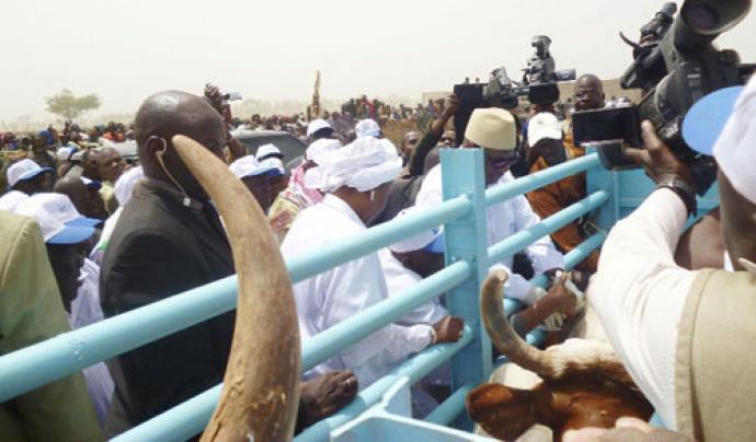 Campagne nationale de vaccination du cheptel 2021-2022 au Mali : - Choguel Kokalla Maïga inocule la première dose de vaccin / - Plus de 67 millions d’animaux sont concernés