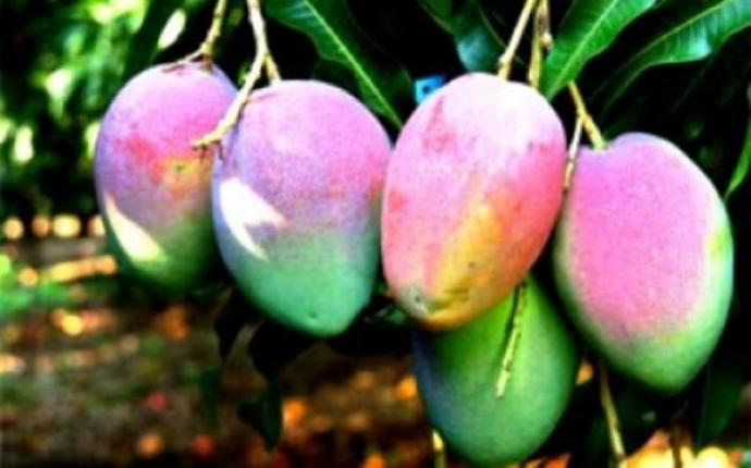 Filière mangue du Mali : La production 2021, n’a pas atteint l’estimation en raison des difficultés