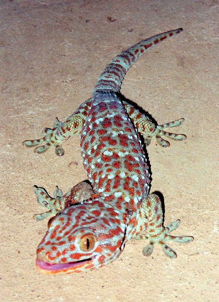 Bon à savoir : ‘’Sirantèrè’’ ou Gecko : comment s’en débarrasser définitivement !