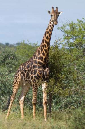 Détérioration environnementale au Mali : La girafe, une espèce animale en voie de disparition